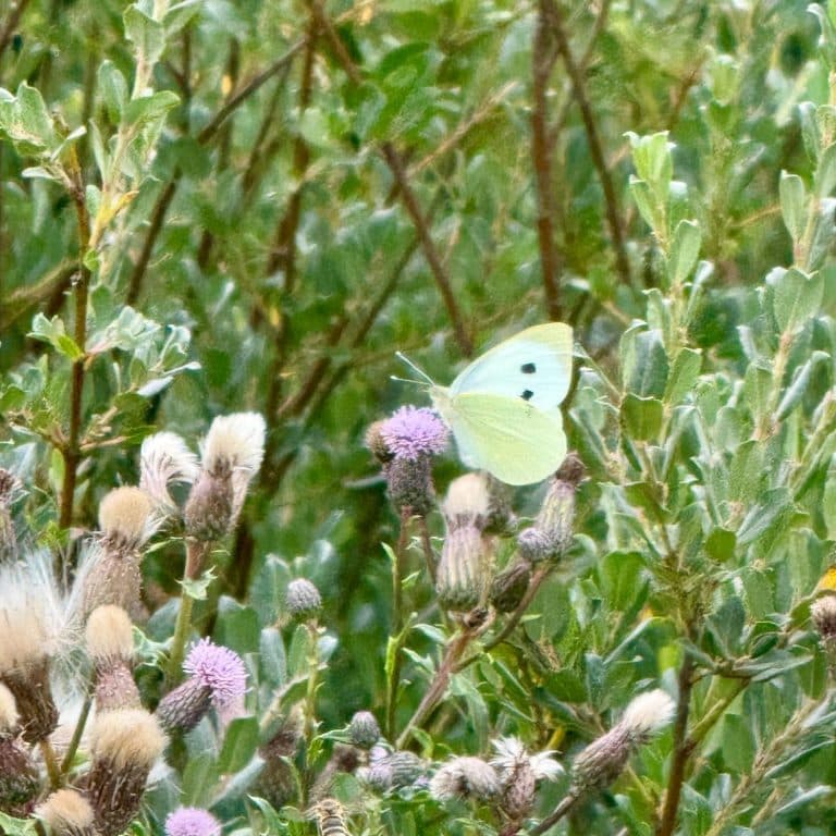 Schmetterling auf einer Wildblume im Sommerlicht — Naturfoto von Annette Meyer