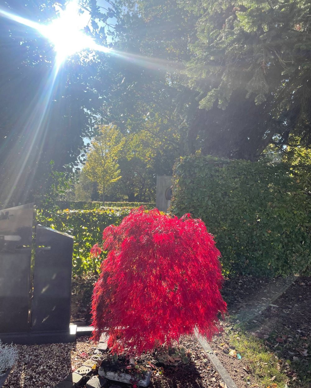 Sonnenlicht fällt durch hohe Bäume auf einen leuchtend roten Fächerahorn auf einem herbstlichen Friedhof