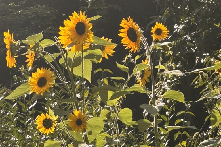 Sonnenblumen im warmen Gegenlicht des späten Sommers, dahinter das dichte Laub einer Esskastanie